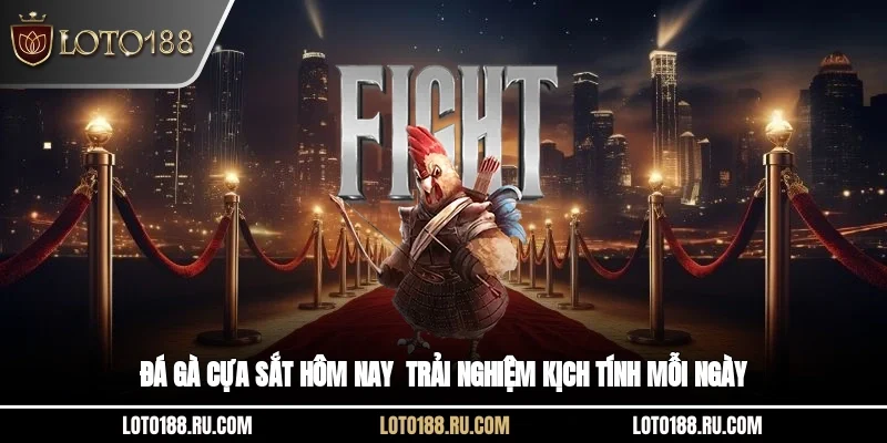 Đá gà cựa sắt hôm nay